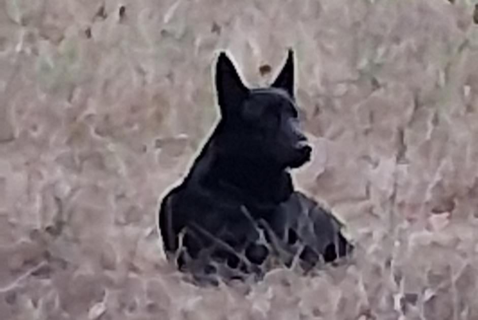 Fundmeldung Hund Unbekannt Mayac Frankreich