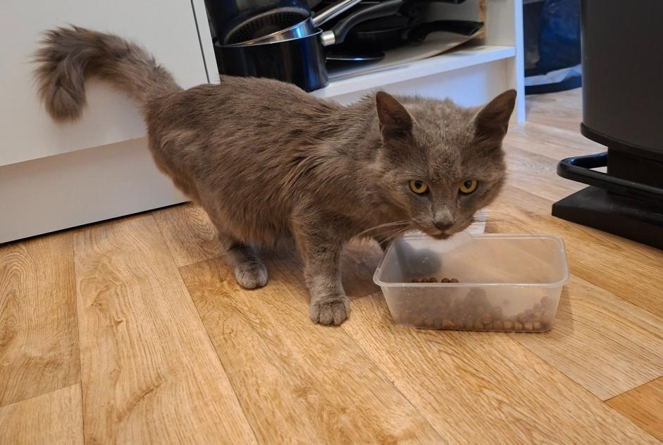 Fundmeldung Katze rassenmischung Männliche Agnetz Frankreich