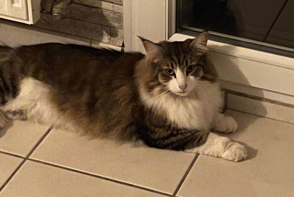 Vermisstmeldung Katze  Weiblich , 2 jahre Chartres Frankreich