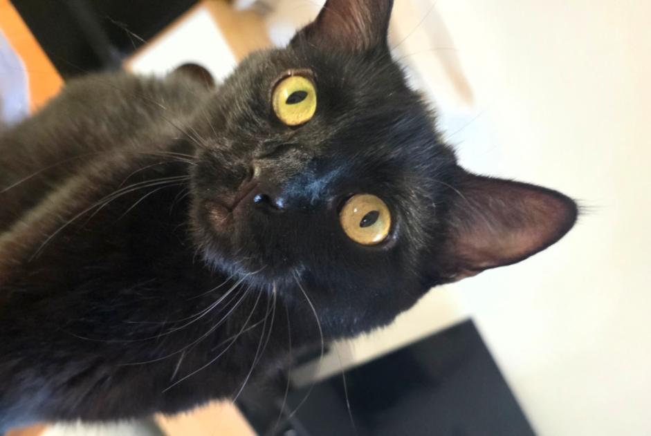 Vermisstmeldung Katze Männliche , 3 jahre Annecy Frankreich