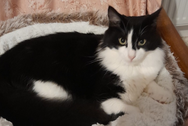 Vermisstmeldung Katze Männliche , 3 jahre Villedieu-les-Poêles-Rouffigny Frankreich Vermisstmeldung Katze Männliche , 3 jahre Villedieu-les-Poêles-Rouffigny Frankreich