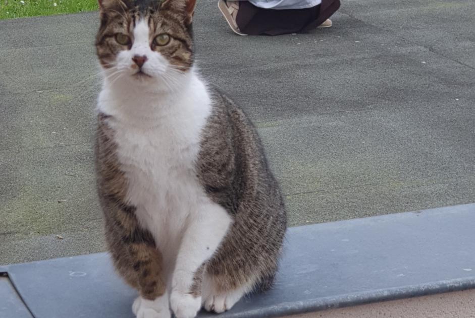 Vermisstmeldung Katze Weiblich , 8 jahre Compiègne Frankreich Vermisstmeldung Katze Weiblich , 8 jahre Compiègne Frankreich