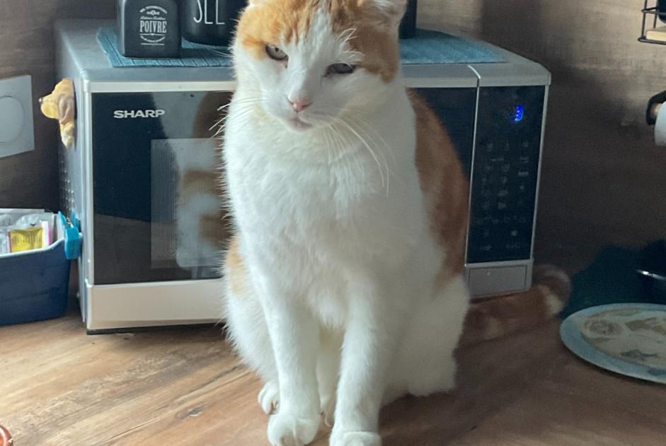 Vermisstmeldung Katze  Männliche , 14 jahre Noirmoutier-en-l'Île Frankreich