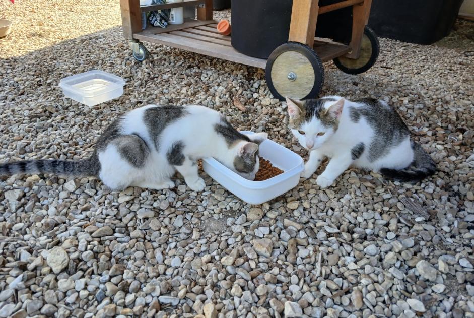 Discovery alert Cat Unknown Châtillon-sur-Loire France