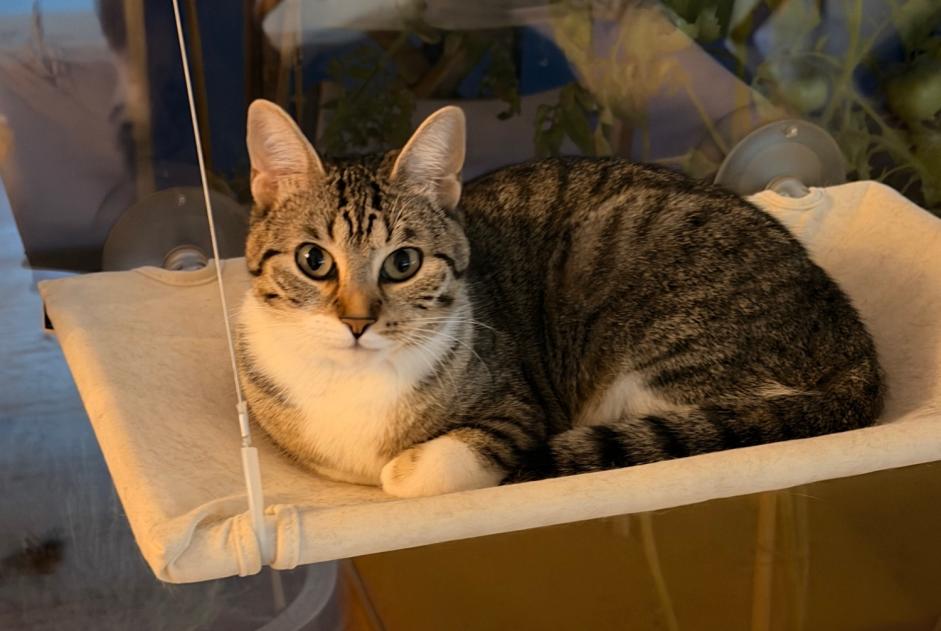 Disappearance alert Cat Female , 1 years Strasbourg France Disappearance alert Cat Female , 1 years Strasbourg France