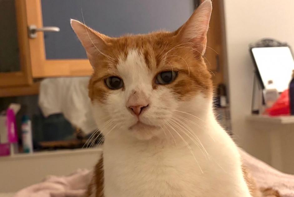 Disappearance alert Cat Male , 7 years Villepinte France Disappearance alert Cat Male , 7 years Villepinte France