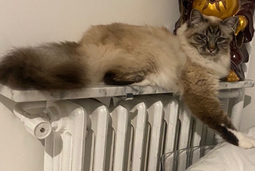 Disappearance alert Cat Male , 3 years Bougival France Disappearance alert Cat Male , 3 years Bougival France