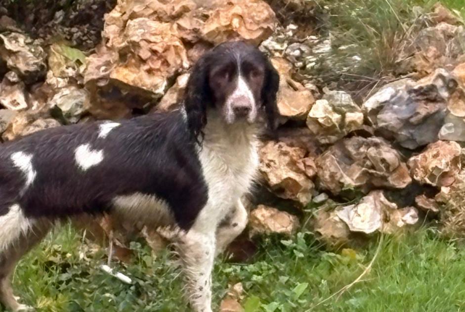 Discovery alert Dog Female Sainte-Marthe France Discovery alert Dog Female Sainte-Marthe France
