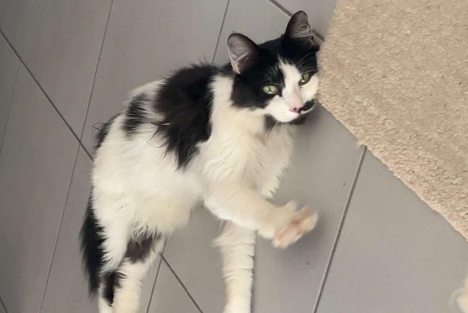 Alerta de Desaparición Gato Macho , 2 años Écully Francia Alerta de Desaparición Gato Macho , 2 años Écully Francia