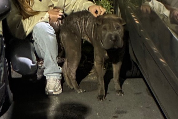 Alerta de Hallazgo Perro  Hembra Saint-Nicolas Francia