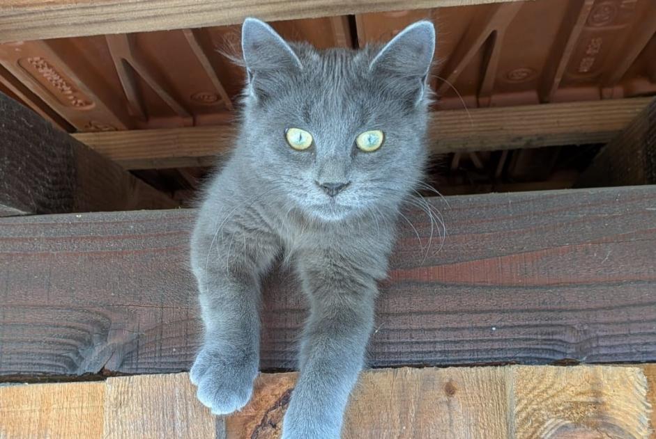 Alerte Disparition Chat Femelle , 0 ans Dompierre-sur-Besbre France