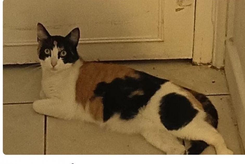 Alerte Disparition Chat croisement Femelle , 1 ans Roubaix France Alerte Disparition Chat croisement Femelle , 1 ans Roubaix France