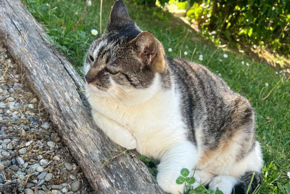 Alerte Disparition Chat croisement Mâle , 9 ans Chambéry France