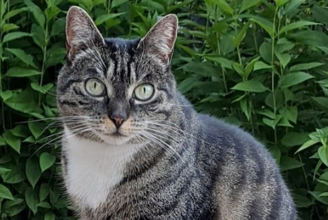 Alerte Disparition Chat Femelle , 8 ans Créteil France Alerte Disparition Chat Femelle , 8 ans Créteil France