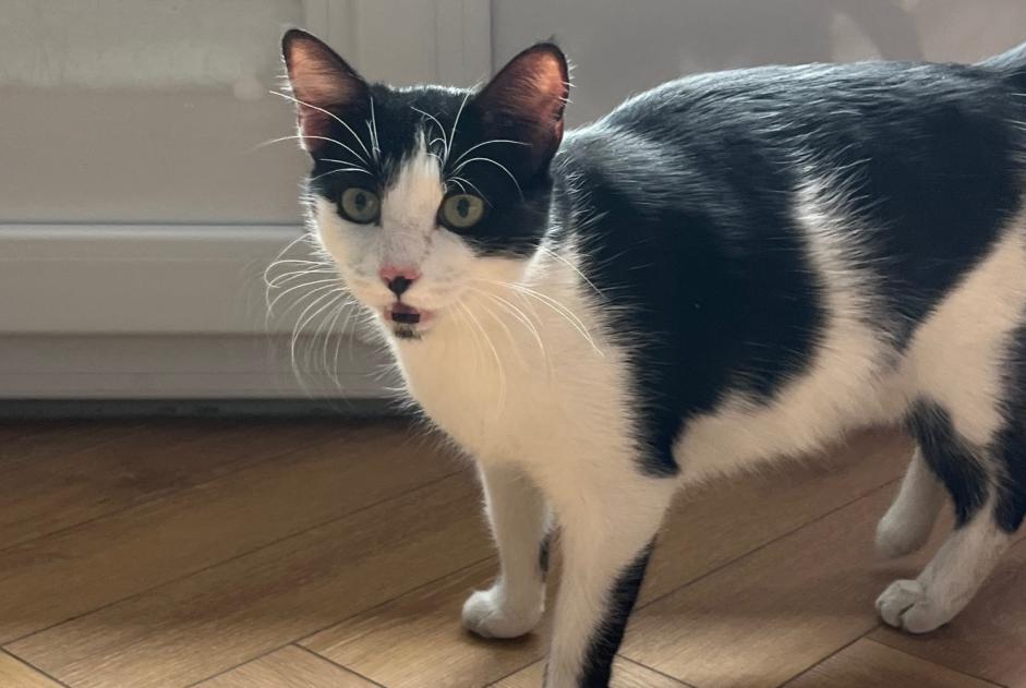 Alerte Découverte Chat Femelle Moulins France