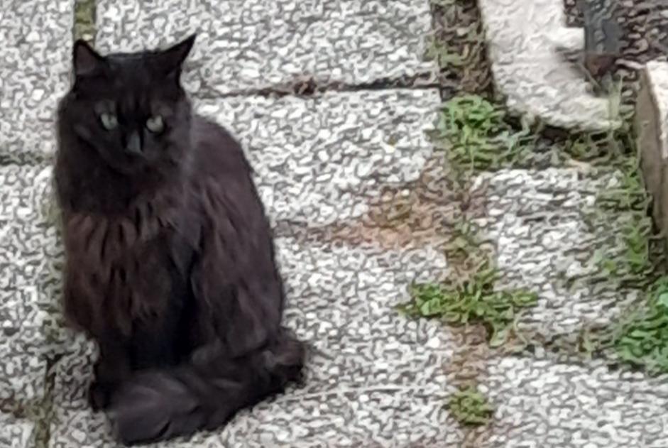 Alerte Découverte Chat Mâle Périgueux France