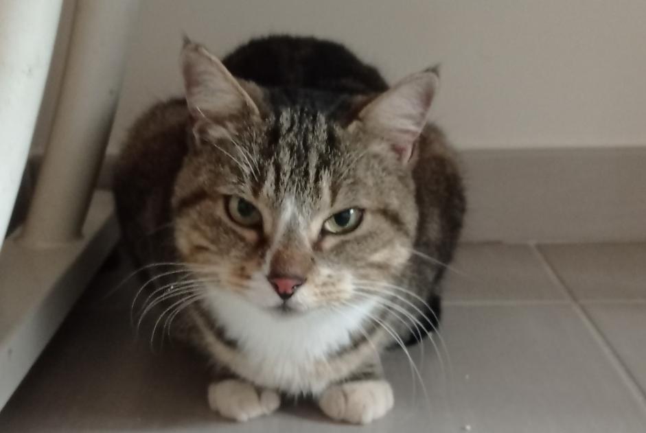 Alerte Découverte Chat croisement Femelle Vendres France Alerte Découverte Chat croisement Femelle Vendres France