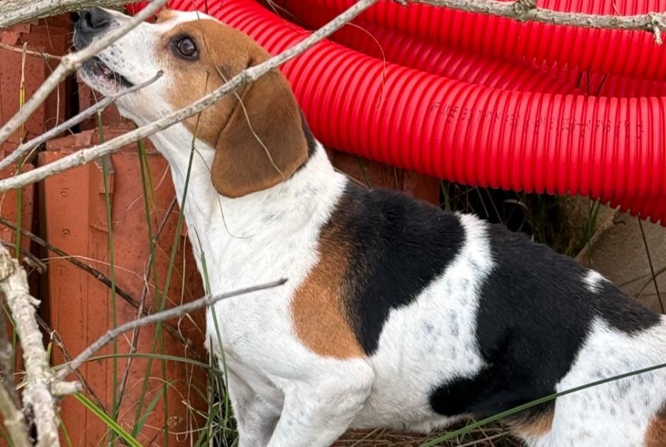 Alerte Découverte Chien  Inconnu Pompéjac France