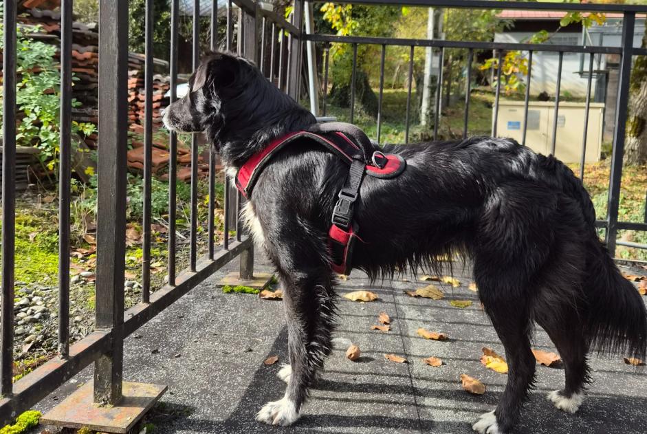Alerte Découverte Chien Inconnu Mont-Saxonnex France Alerte Découverte Chien Inconnu Mont-Saxonnex France