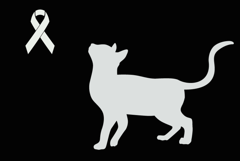 Alerte Découverte Chat Inconnu Pomponne France Alerte Découverte Chat Inconnu Pomponne France