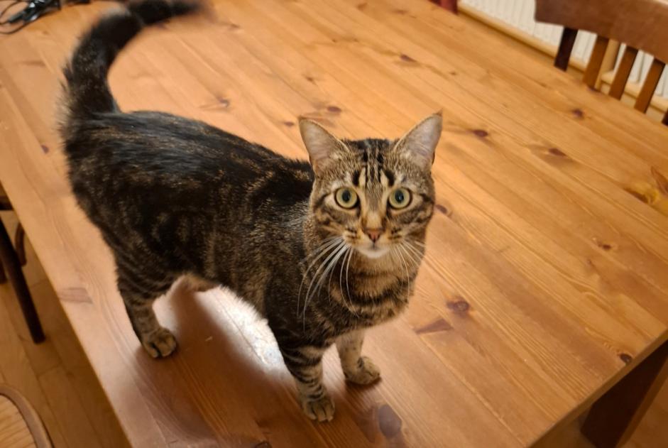 Avviso scomparsa Gatto Femmina , 2 anni Dijon Francia Avviso scomparsa Gatto Femmina , 2 anni Dijon Francia