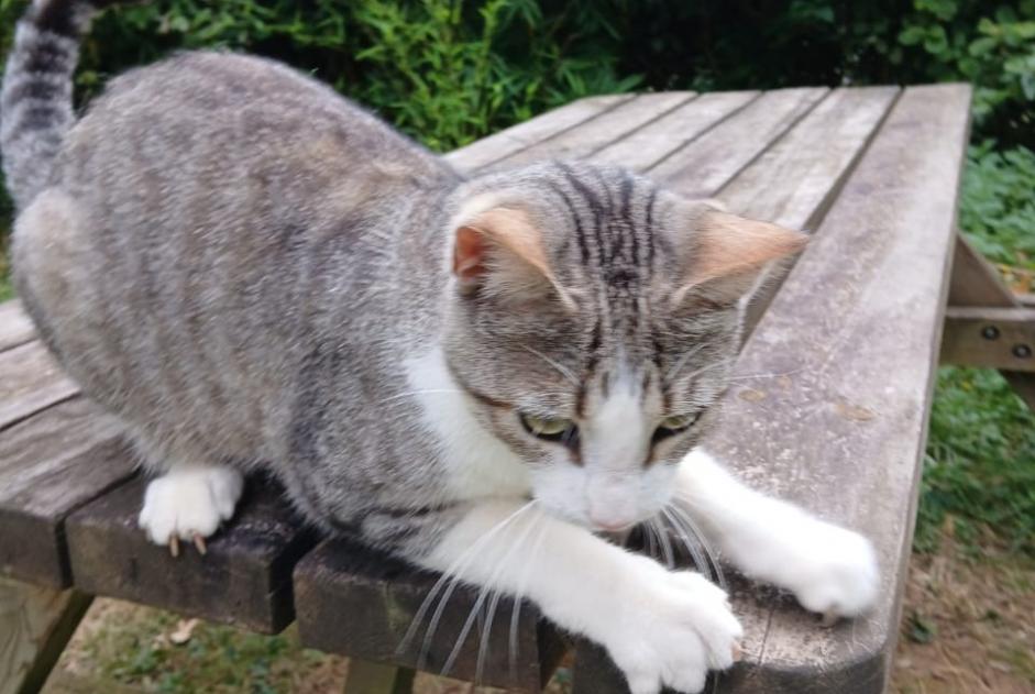 Avviso Ritrovamento Gatto incrocio di razze Femmina Arette Francia Avviso Ritrovamento Gatto incrocio di razze Femmina Arette Francia