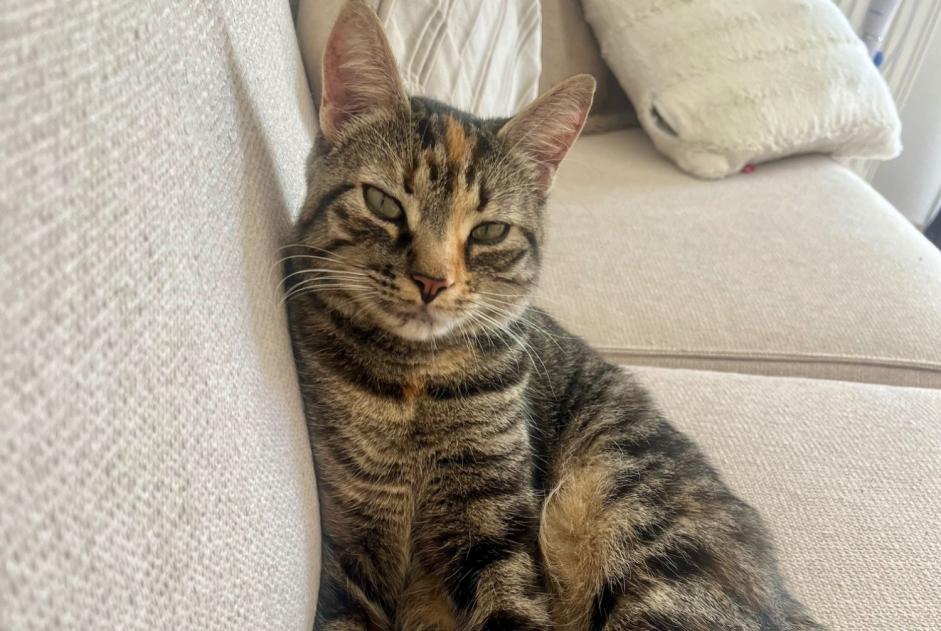 Verdwijningsalarm Kat Vrouwtje , 1 jaar Châteauneuf-sur-Loire Frankrijk Verdwijningsalarm Kat Vrouwtje , 1 jaar Châteauneuf-sur-Loire Frankrijk