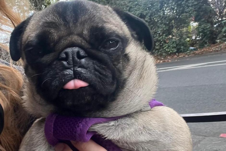 Alerta descoberta Cão  Fêmea Charenton-le-Pont France