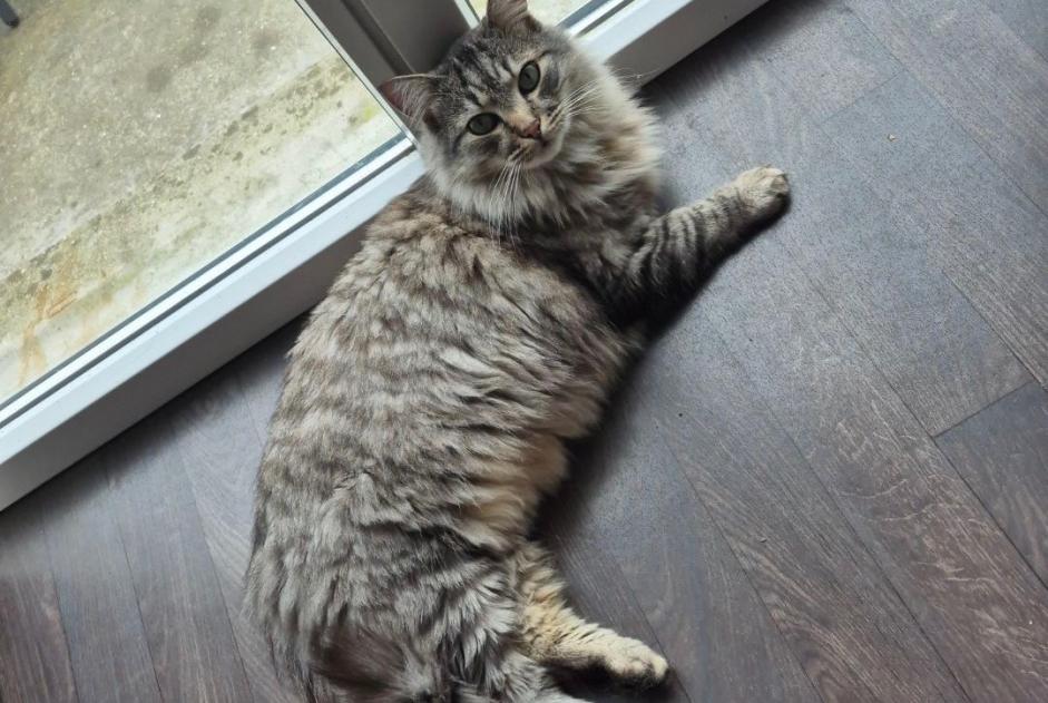 Alerta desaparecimento Gato cruzamento Macho , 4 anos Fréhel France
