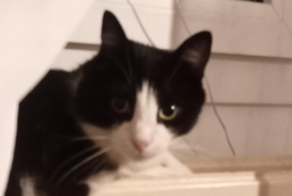 Alerta desaparecimento Gato cruzamento Macho , 7 anos Châtellerault France Alerta desaparecimento Gato cruzamento Macho , 7 anos Châtellerault France